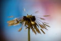 Dandelion fluff macro photo, dandelion fluff in morning dew, soft colorful background Royalty Free Stock Photo