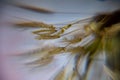 Dandelion fluff macro photo, dandelion fluff in morning dew, soft colorful background Royalty Free Stock Photo