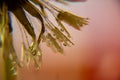 Dandelion fluff macro photo, dandelion fluff in morning dew, soft colorful background Royalty Free Stock Photo