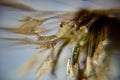 Dandelion fluff macro photo, dandelion fluff in morning dew, soft colorful background Royalty Free Stock Photo