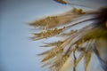 Dandelion fluff macro photo, dandelion fluff in morning dew, soft colorful background Royalty Free Stock Photo