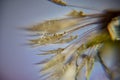 Dandelion fluff macro photo, dandelion fluff in morning dew, soft colorful background Royalty Free Stock Photo