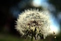 Dandelion