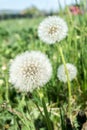 Dandelion fluff. Dandelion tranquil abstract closeup art background Royalty Free Stock Photo