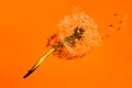 Dandelion Fluff White Flower On Orange Background. Royalty Free Stock Photo