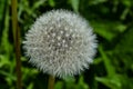 Dandelion Fluff