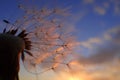 Dandelion fluffs at the evening light. Macro photography Royalty Free Stock Photo