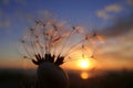 Dandelion fluffs at the evening light. Macro photography