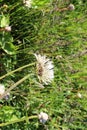 Dandelion fluffs got wet in summer rain Royalty Free Stock Photo