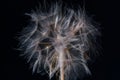 Dandelion fluffy closeup black background