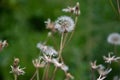 fluffy dandelion flies around on a background of grass Royalty Free Stock Photo