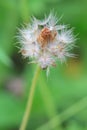 Dandelion fluffy flower