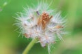 Dandelion fluffy flower