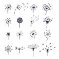 Dandelion Fluffy Flower and Seeds Set. Vector