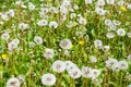 Dandelion fluffy medicinal fragile flowers wild blooming in summer day