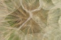 Dandelion fluffy seed group