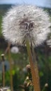 Dandelion fluffy sensitive and delicate