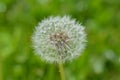 Dandelion, fluffy umbrella on meadow