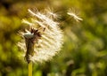 Dandelion flying close-up