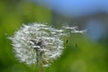 Dandelion with flying fruits