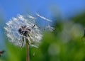 Dandelion with flying fruits