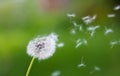 Dandelion flying on green background