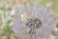 Dandelion, flying seed of the dandelion, scientifically Taraxacum officinale, in a dense inflorescence, as high key