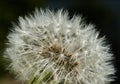 Dandelion, flying seed of the dandelion, scientifically Taraxacum officinale, in a dense inflorescence, behind dark background