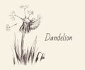 Dandelion, Flying Seeds of Dandelion Hand Drawn Illustration isolated on white Background