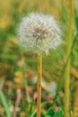 Dandelion with seeds on the stem