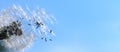 Dandelion with flying seeds lit by the sun against the sky Royalty Free Stock Photo