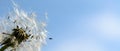 Dandelion with flying seeds lit by the sun against the sky Royalty Free Stock Photo