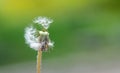 Dandelion with flying seeds lit by the sun on a green backgroun Royalty Free Stock Photo