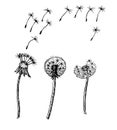 Dandelion, flying seeds of dandelion. Dandelion sketch in a vector style. Isolated. Full name of the plant dandelion