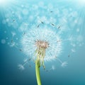 dandelion with flying seeds Royalty Free Stock Photo