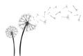 Dandelion with flying seeds on white background banner. Vector illustratin