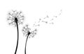 Dandelion with flying seeds on white background banner. Vector illustratin for fabric, card design