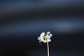 Dandelion flying in the wind