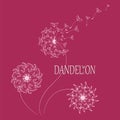 DANDELION. Flying in the wind, the parachutes.