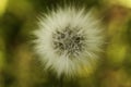 Dandelion  from forest fields in summer. Royalty Free Stock Photo