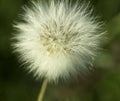 Dandelion from forest fields in summer. Royalty Free Stock Photo