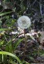 Dandelion in forest