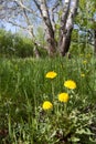 Dandelion in forest