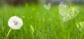 Dandelion form a flying seeds in hearts form Royalty Free Stock Photo