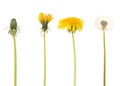 Dandelion in four different stages