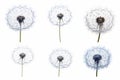 Dandelion with four different stages of seeds in it. Generative AI