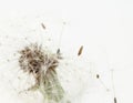 Dandelion fragile blooming fluffy blowball small elegant flower with flying away seeds  on light background minimalistic macro Royalty Free Stock Photo