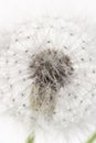 Dandelion fragile blooming fluffy blowball small elegant flower on light background macro vertical wallpaper Royalty Free Stock Photo