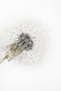 Dandelion fragile blooming fluffy blowball small elegant flower on light background minimalistic macro vertical wallpaper Royalty Free Stock Photo