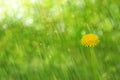 Dandelion on a fresh green background. Spring flower in a sunny warm image.